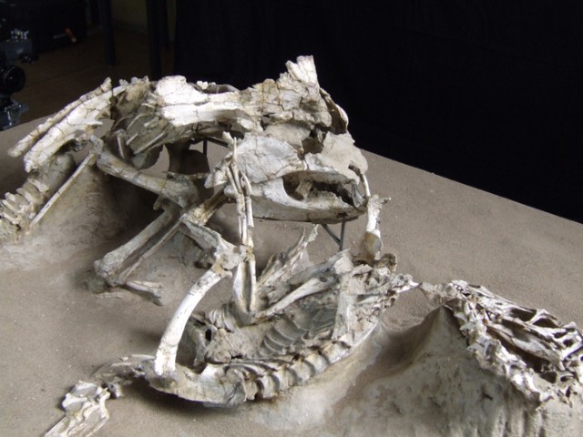 74 миллиона лет назад, смертельная схватка - протоцератопс против велоцираптора