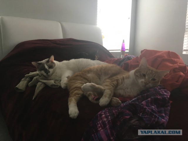 Котовторник 13.03.2018