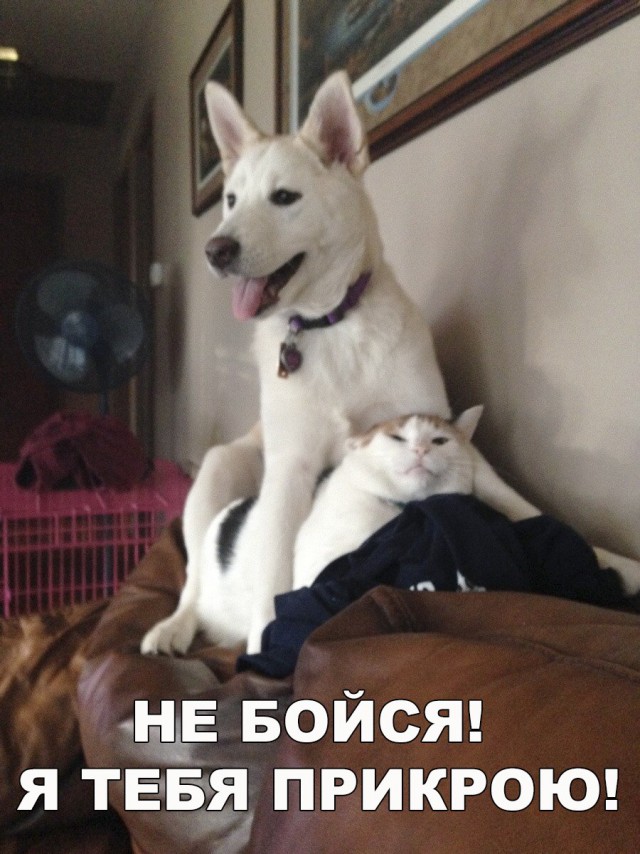 Живность из сети