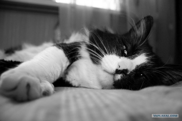 Котовторник  на  ЯПлакалъ