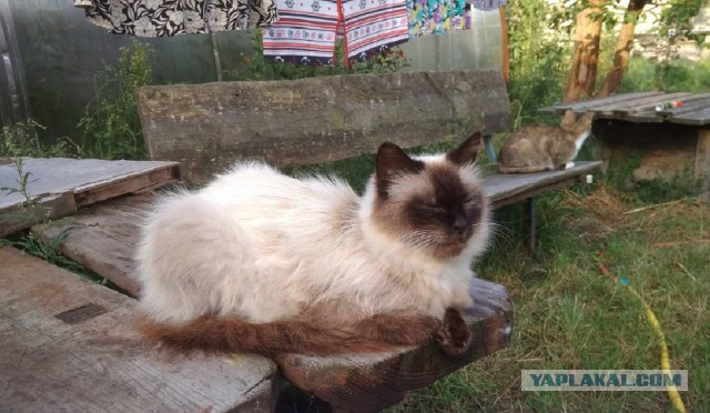Жизнь домашнего приюта для котеек 232