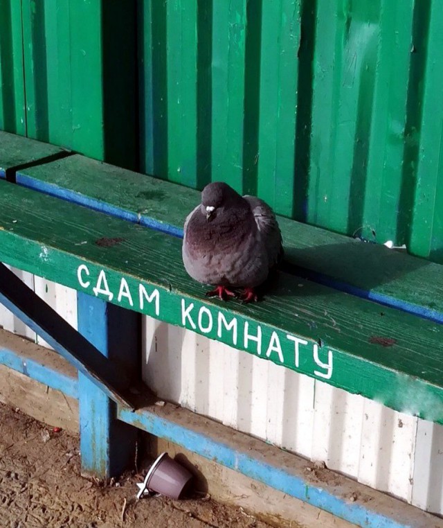 Милые животные. Мимиметр сломался
