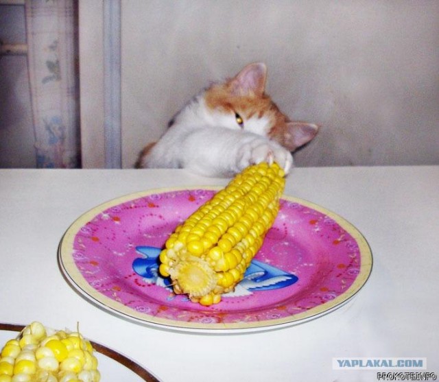КотоОхота
