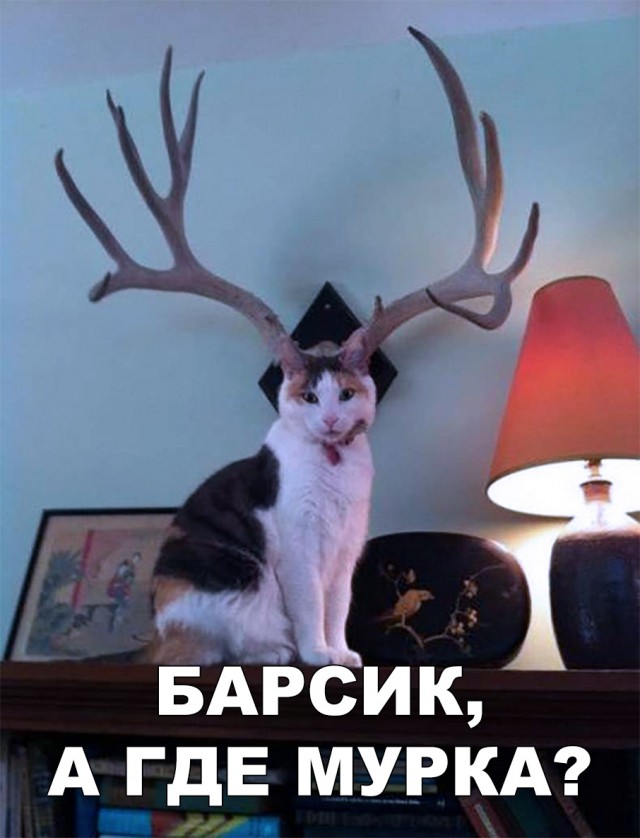 Немного милоты