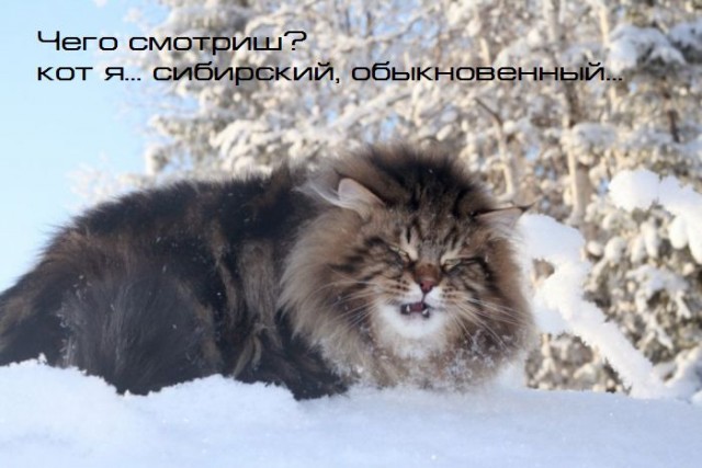 Котовторник 27.12.11