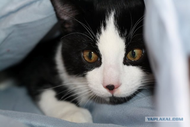 Котовторник! 13.03.2012