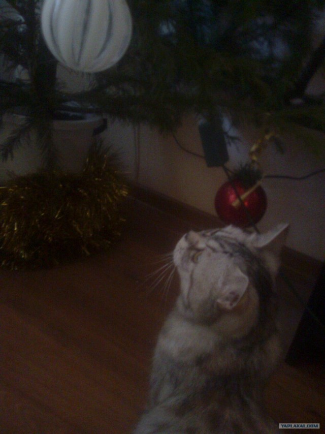 Котовторник 1 мая 2012