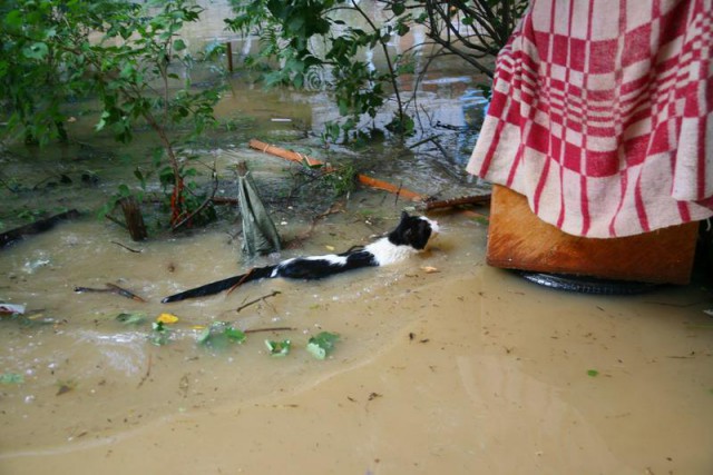 Вся красота уличных котов