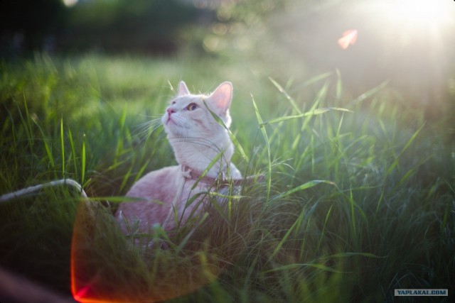 Котовторник  16.10.12