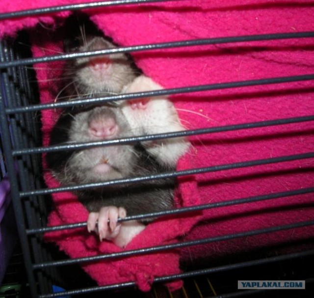 Три крысячьих "пятака"