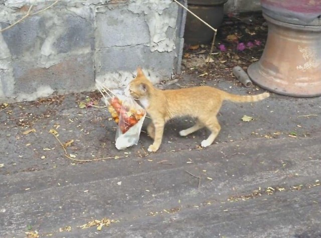 Кошачий курьер, несущий пакет с шашлыком, был замечен в Тайланде