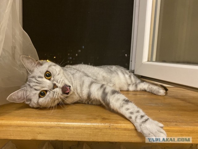 Котовторник. Знакомьтесь, Мася
