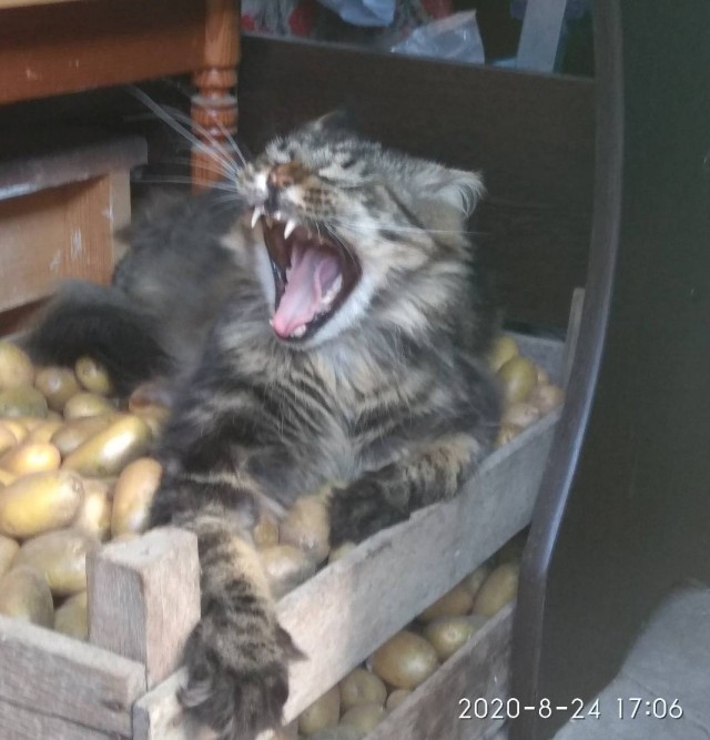 Котаны со странностями