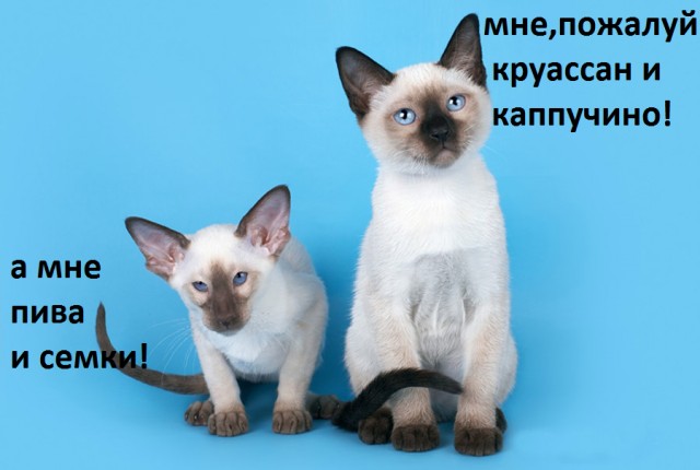 Про прапора, кота