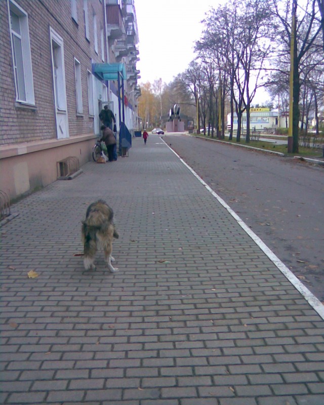 Вроде волки.