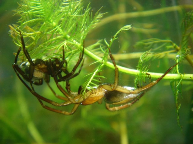 Паук-серебрянка: Ядовитый подводный паук живёт в каждом деревенском прудике. Строит воздушные купола и ловит рыбу