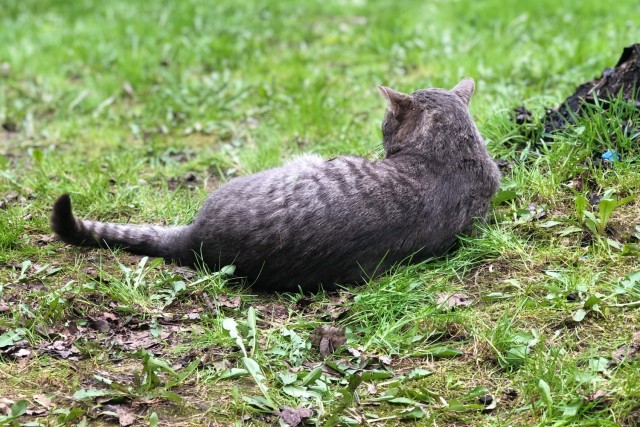 Хоба! Котовторник!