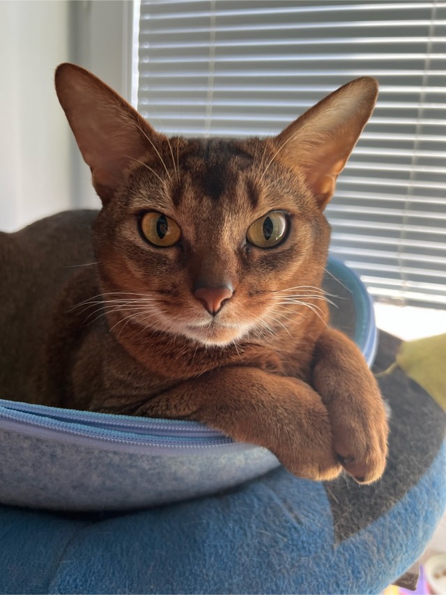 Котовторник