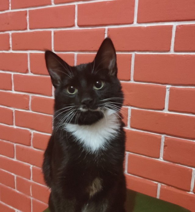 Котовторник