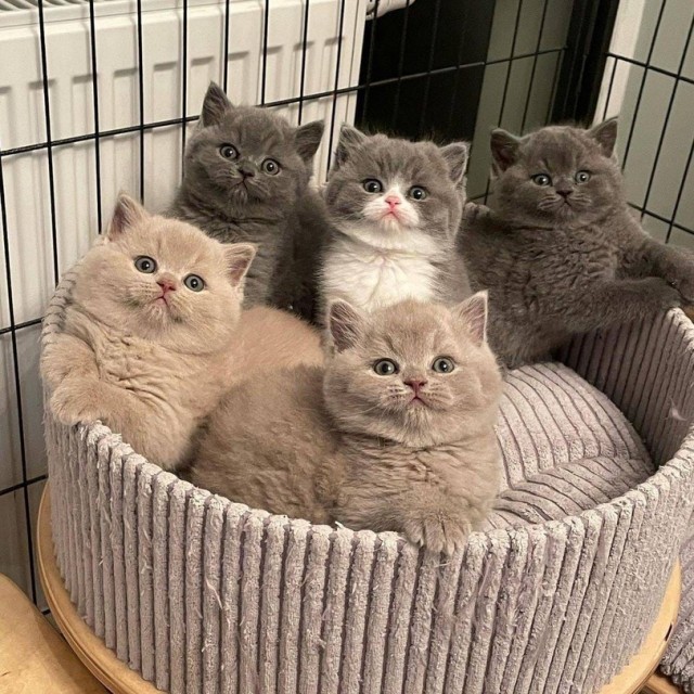 Запоминающиеся картинки