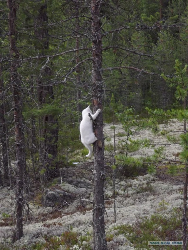 Русский север