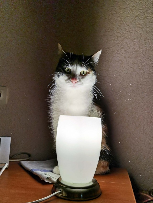 Прогнать кота невозможно