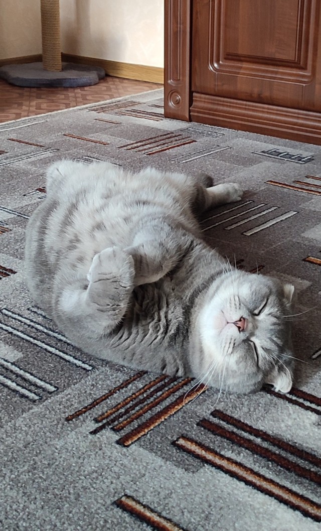 Котёнок Батон приветствует ЯПовцев