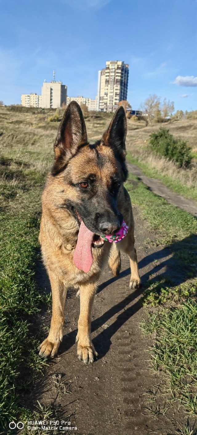 Собакочетверг...