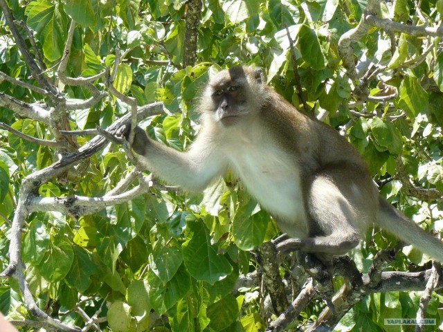 Немного Тая