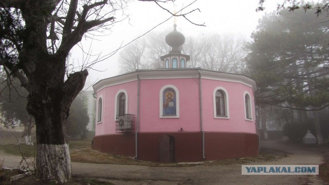 Крым в феврале или "Не стреляйте в белых лебедей!"