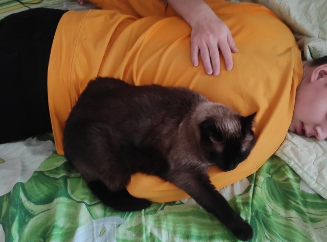 Котовторник, просто Барс