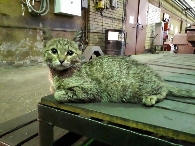 Коты на производстве