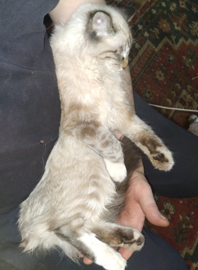 Господа, не котовторник, но нужна помощь