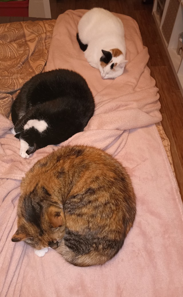 Кошкопортрет