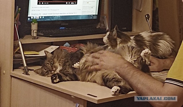 Котовторник