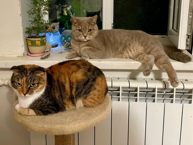 Котовторник!
