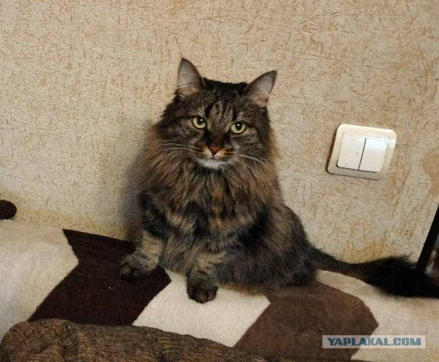 Неравнодушная жительница Краснодара приютила котика у которого украли дом