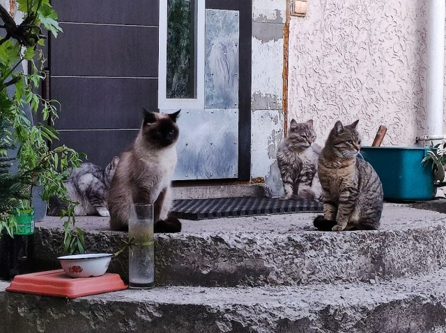 Поверья о кошках