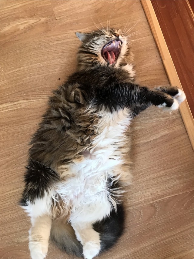 Толстый Макасяк