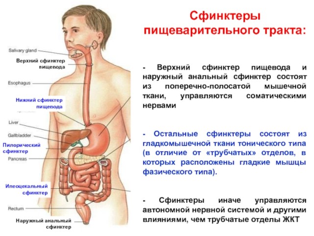 «Сфинктер»: мама привезла детей в Египет, чтобы показать им одно из Чудес света.