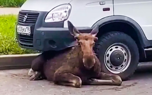 Еду такой, никого не трогаю.