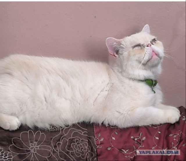 Котаняны