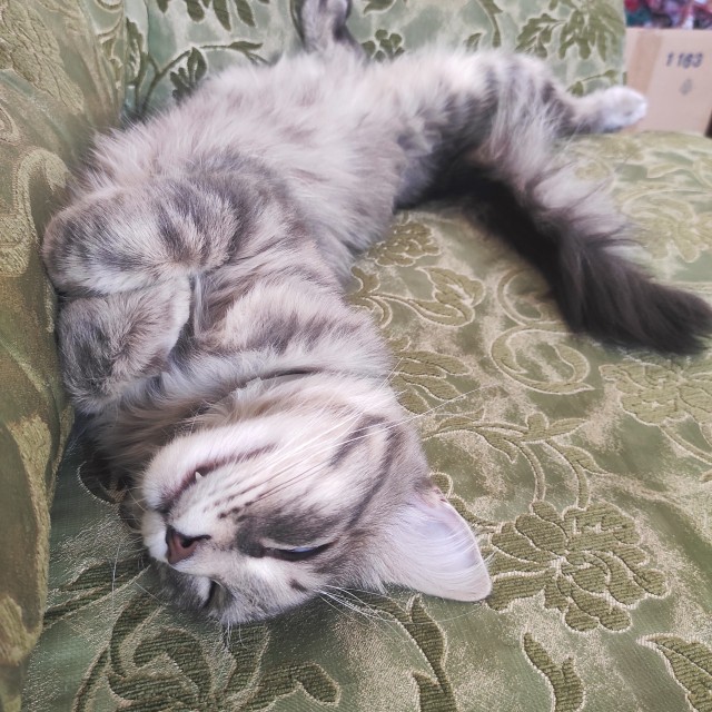 Ну, с котовторником!