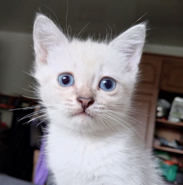 Котовторник. Дорофей!