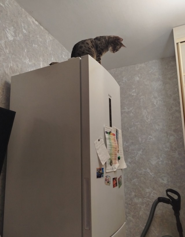 Вроде бы вторник, по этому котики