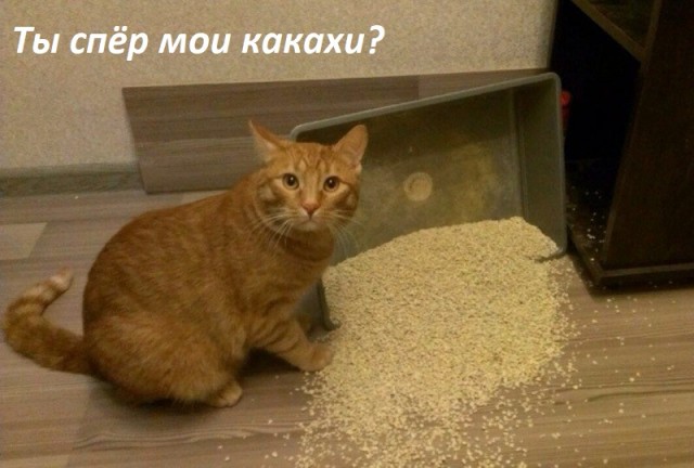 Это Марсик