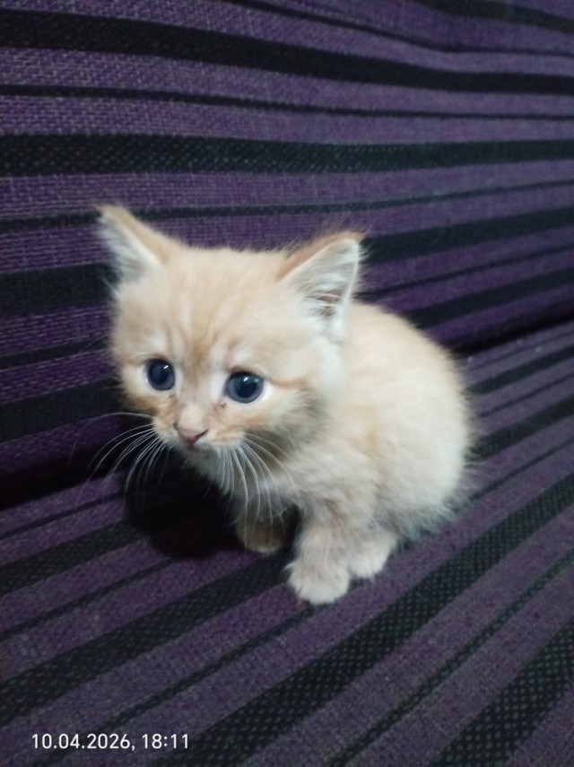 С котом фильмы смотреть интереснее