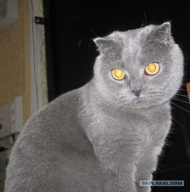 Котовторник 23.07.2013