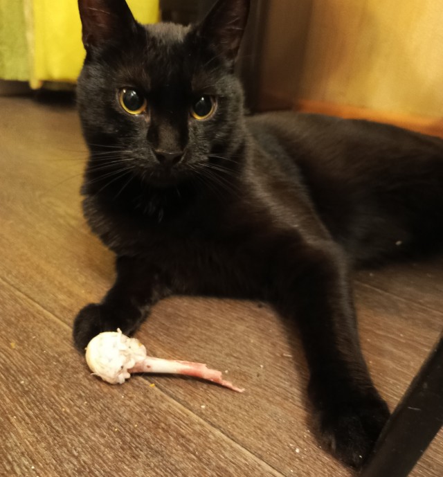 Как переучить кота есть вискас