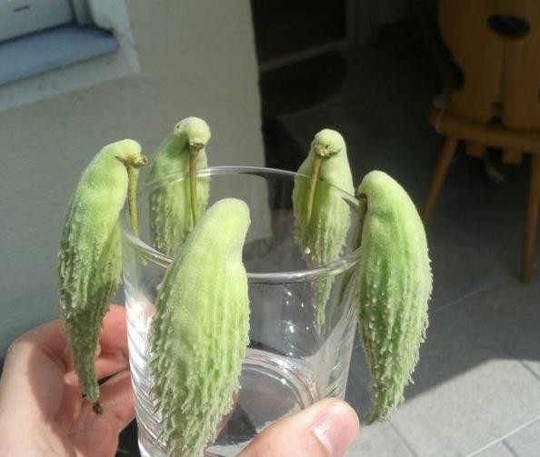 Это не попугаи...